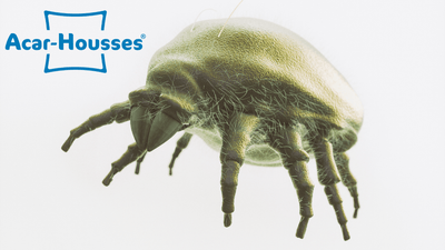 Un acarien grossit sous microscope